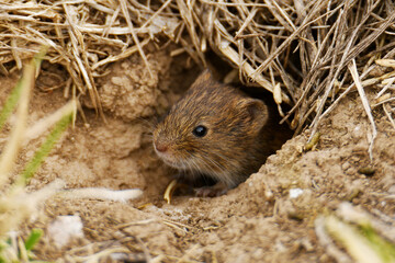 Central European vole (Microtus arvalis arvalis) looking out of its burrow near Wolferstedt, Germany	