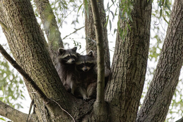 Waschbären in einem Baum