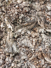 Texture of deciduous tree bark. Rough bark background