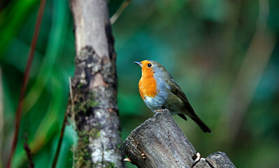 Eurasian robins in the woods