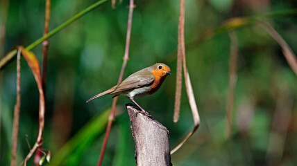 Eurasian robins in the woods