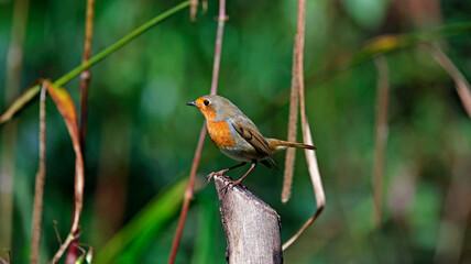 Eurasian robins in the woods