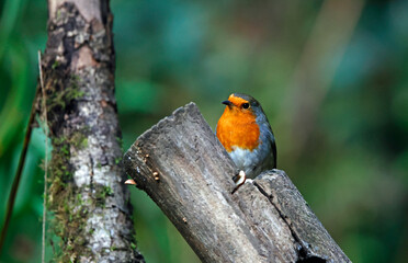 Eurasian robins in the woods