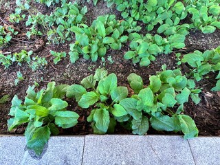 Close-up of Digitalis purpurea, known as common foxglove, showing rosette of green textured leaves growing naturally in soil, wild medicinal plant background in soft daylight.