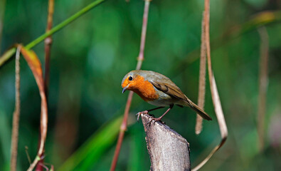 Eurasian robins in the woods
