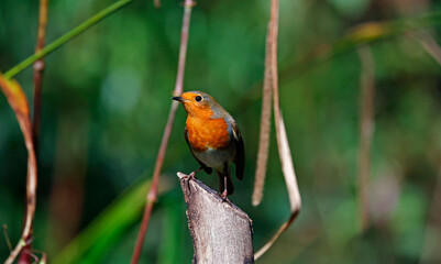 Eurasian robins in the woods