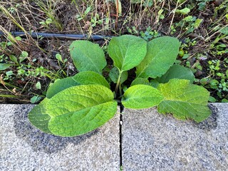 Close-up of Digitalis purpurea, known as common foxglove, showing rosette of green textured leaves growing naturally in soil, wild medicinal plant background in soft daylight.