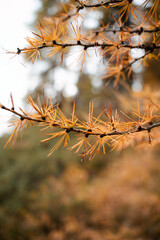 Close-up of a larch branch in autumn in the Alps