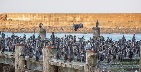 Large colony of Otago Shags thronging old wooden pier at Oamaru, South Island, New Zealand in March