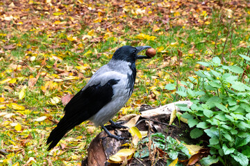 A grey crow holds a nut in its beak.