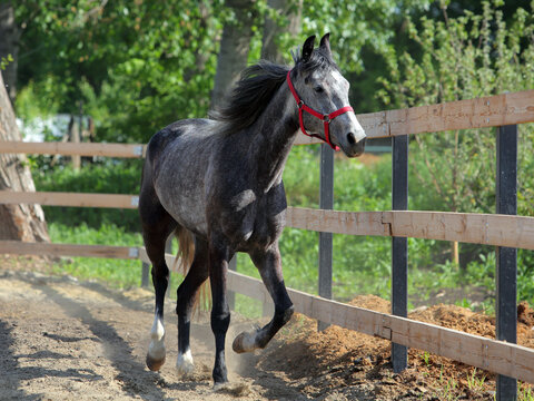 Dapple-grey Andalusian horse portrait near the summer ranch 
