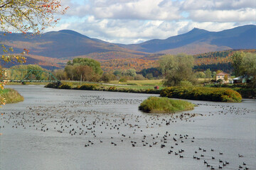 Migrating geese on the Missisquoi River in Enosburg Falls, Vt