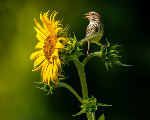 Song Sparrow On Sunflower
