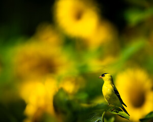 American Goldfinch In Sunflower Field