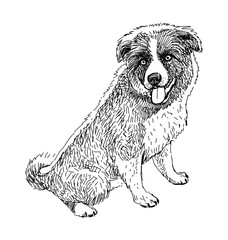 Sketch of one cute sitting border collie puppy, purebred dog, realistic hand drawn vector illustration