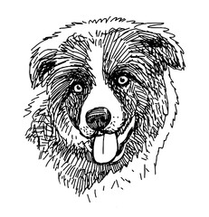 Sketch portrait of cute border collie puppy, animal head, purebred dog, realistic hand drawn vector illustration