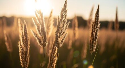 Close-up of feathery grass seed heads backlit by the setting sun sunset