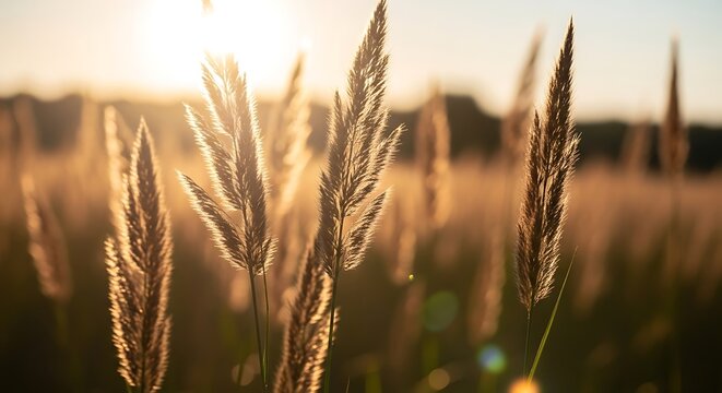 Close-up of feathery grass seed heads backlit by the setting sun sunset