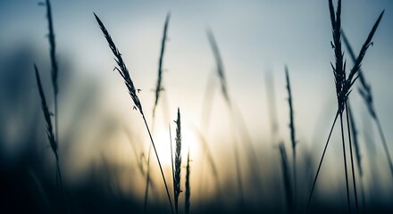 Fototapeta premium Silhouetted grass stalks against a hazy, muted sky at dusk twilight