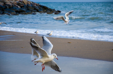 Dynamic Seagull Flight over Sandy Shoreline with Crashing Waves