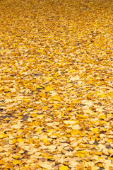Bright yellow leaves cover the ground in a serene park during autumn season