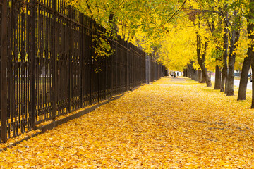 Vibrant yellow leaves blanket the path beside the black iron fence in an autumn park
