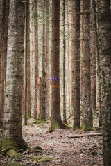 Fototapeta premium path in the woods