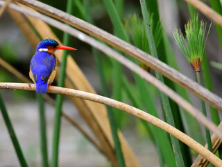 Malachite Kingfisher