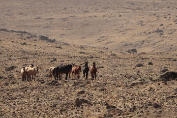 Fototapeta premium wild horses 
