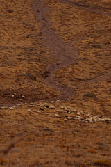 sheep , landscape 