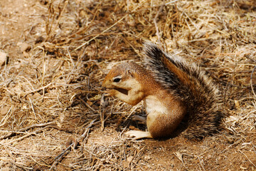 Feeding Unstriped ground squirrel (Xerus rutilus) at Buffalo Springs National Reserve, Isiolo County, Kenya.

