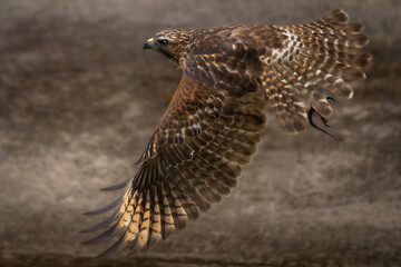 Red-shouldered Hawk In Flight Over City Street