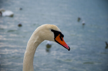 Elegant Mute Swan Profile Portrait Against Soft Blue Water Background