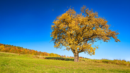 autumn landscape with trees