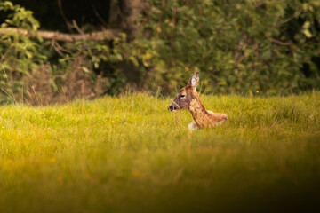 Resting young roe deer in field golden lighting resting deer photo golden hour