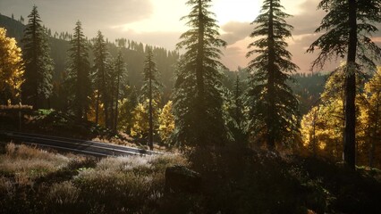 Sunlight filters through tall pines, illuminating vibrant autumn leaves along a quiet railway track. A serene atmosphere invites exploration and reflection in this picturesque woodland setting.