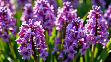 Fototapeta premium Vibrant hyacinth purple flowers, their sweet spring fragrance filling the air, flower cluster, delicate bloom
