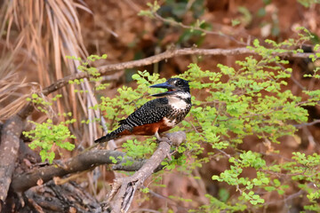 Giant Kingfisher