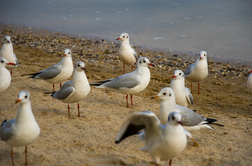 Obraz premium Coastal Flock Gulls Gather on the Sandy Shoreline by the Waters Edge