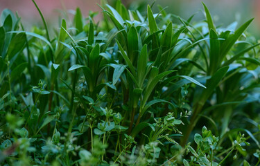 Dense background of lush, dark green spring foliage and grass in soft natural light