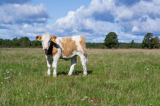brown calf in the pasture