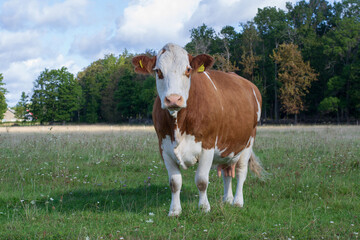 Naklejka premium Brown Simmental cow on pasture