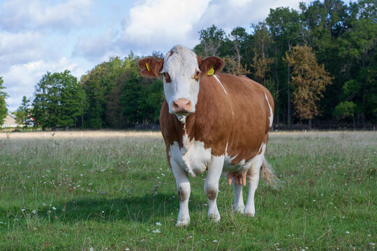 Brown Simmental cow on pasture
