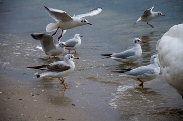 Seagulls Wading and Taking Flight on a Wet Sandy Beach
