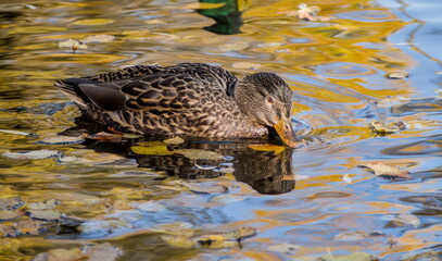 A female mallard duck dips its beak to drink from a calm pond with beautiful water reflections