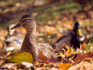 A female mallard duck stands on the ground among a carpet of colorful fallen autumn leaves - Wild duck foraging on a crisp autumn day, surrounded by the golden foliage of the fall season