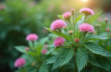 Obraz premium Pink flowers bloom on green plant in garden during sunny day. Small buds and leaves grow on stem. Nature outdoor floral scene with soft light.