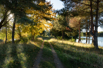 Piękne prześwity słoneczne wśród drzew jesienną porą