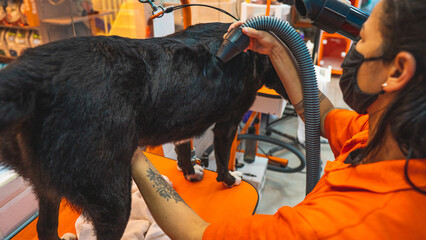 Dog Pet Bath Labrador Retriever Black Dog Cleaning Grooming Petshop Water Care Hygiene Animal Wash Cute Puppy Soap Bubbles Wet Fur Veterinary Service Domestic Animal Love Friendship Training