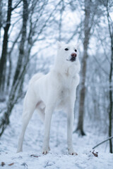 White Laika dog standing in snowy winter forest